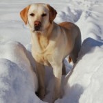 Bloedverwanten Van De Labrador Retriever