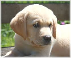 labrador pup